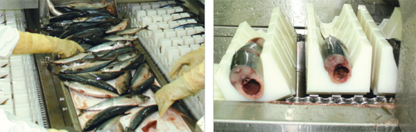fish50